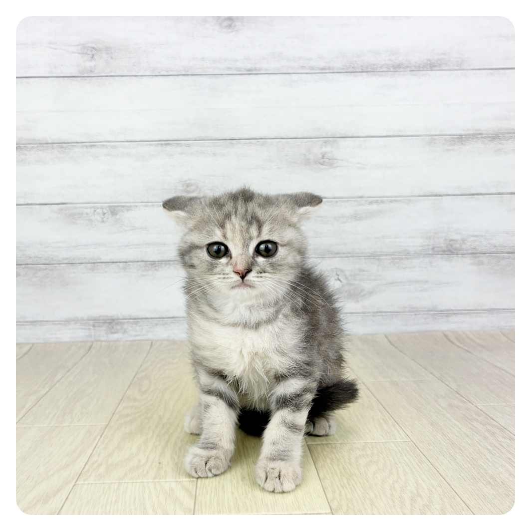 愛知県のスコティッシュフォールド (犬の家＆猫の里アミーゴ神の倉店/2025年6月6日生まれ/女の子/ブルータビーホワイト)の子猫の2枚目の画像