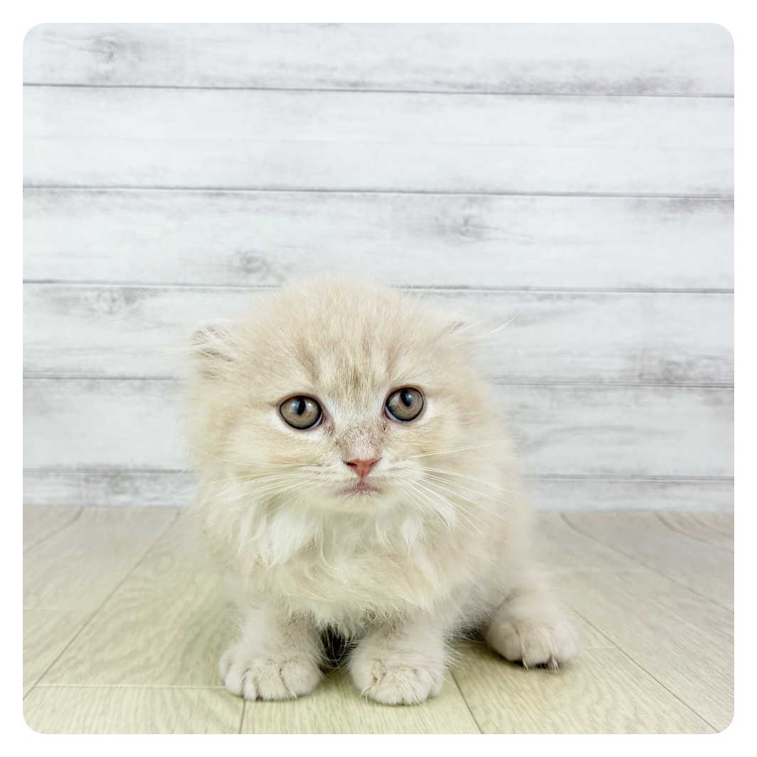 愛知県のスコティッシュフォールド (犬の家＆猫の里七宝店/2025年6月6日生まれ/女の子/クリームタビーホワイト)の子猫の4枚目の画像