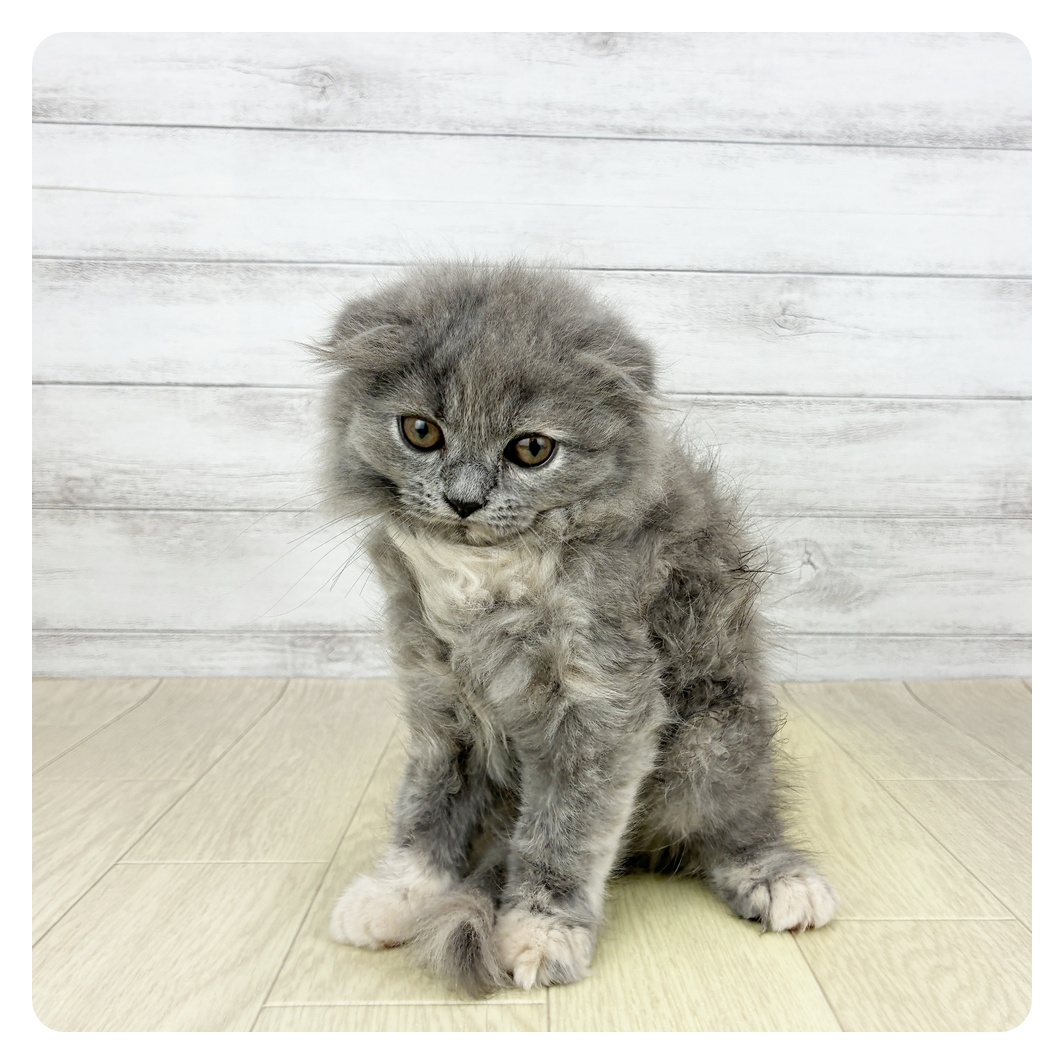 愛知県のスコティッシュフォールド (犬の家＆猫の里春日井本店/2025年6月7日生まれ/女の子/ブルーホワイト)の子猫