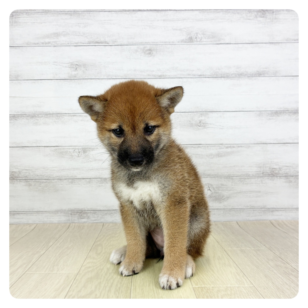 愛知県の柴犬(標準サイズ) (犬の家＆猫の里アミーゴ神の倉店/2025年6月15日生まれ/女の子/赤)の子犬の2枚目の画像