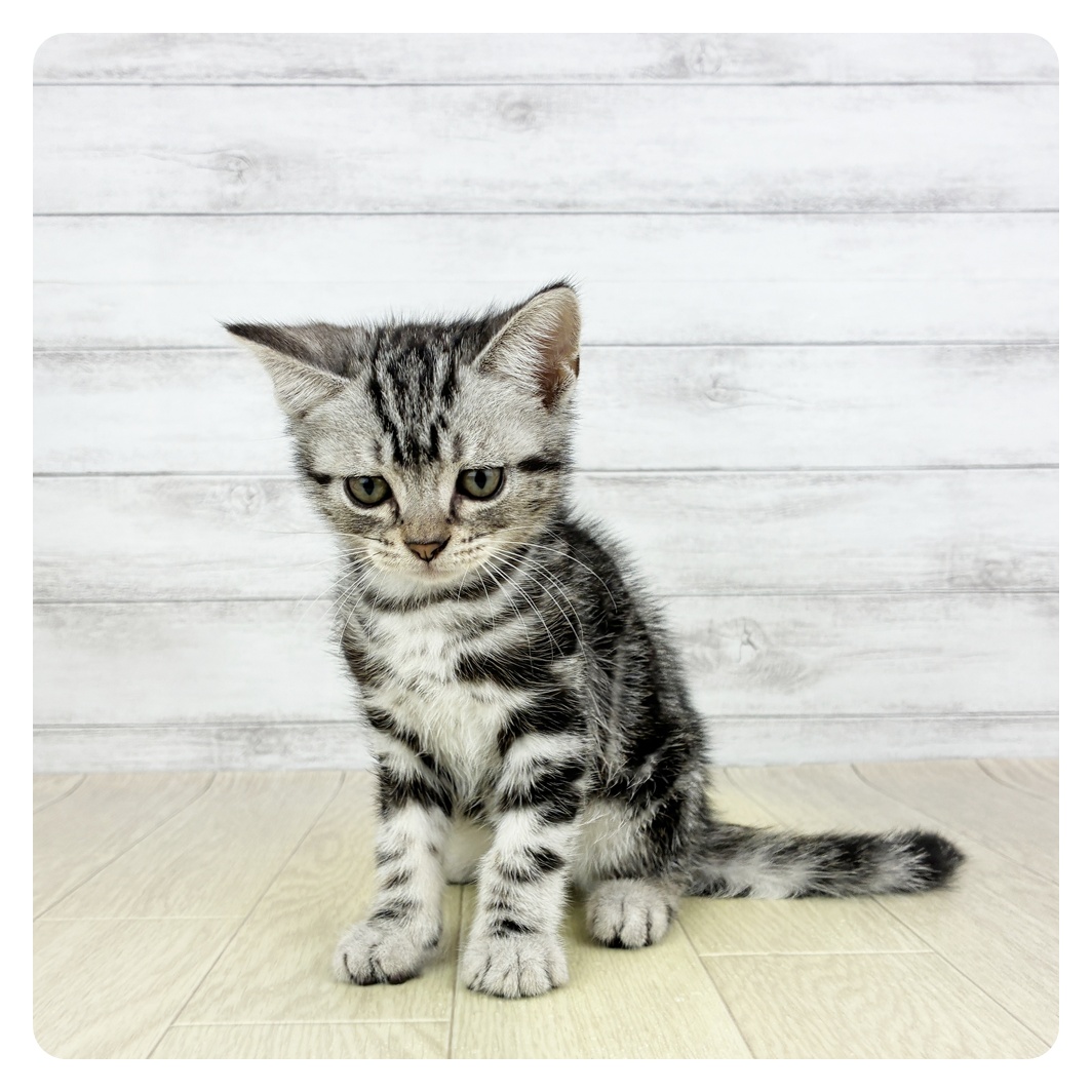 静岡県のアメリカンショートヘアー (犬の家＆猫の里プレ葉ウォーク浜北店/2025年6月12日生まれ/男の子/シルバータビー)の子猫