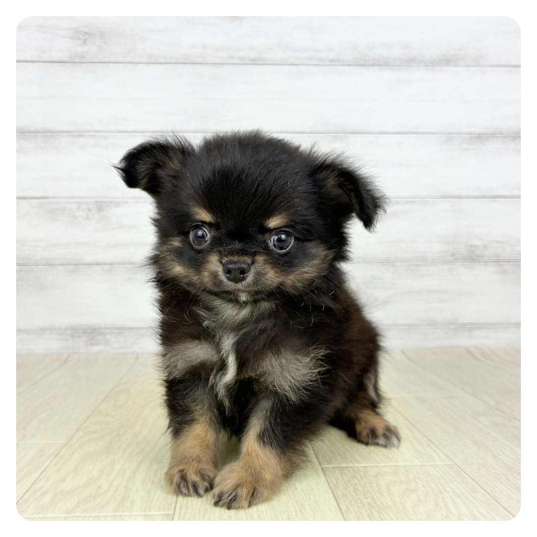 愛知県のチワワ(ロング) (犬の家＆猫の里アミーゴ神の倉店/2025年6月11日生まれ/男の子/ブラックタンホワイト)の子犬の2枚目の画像