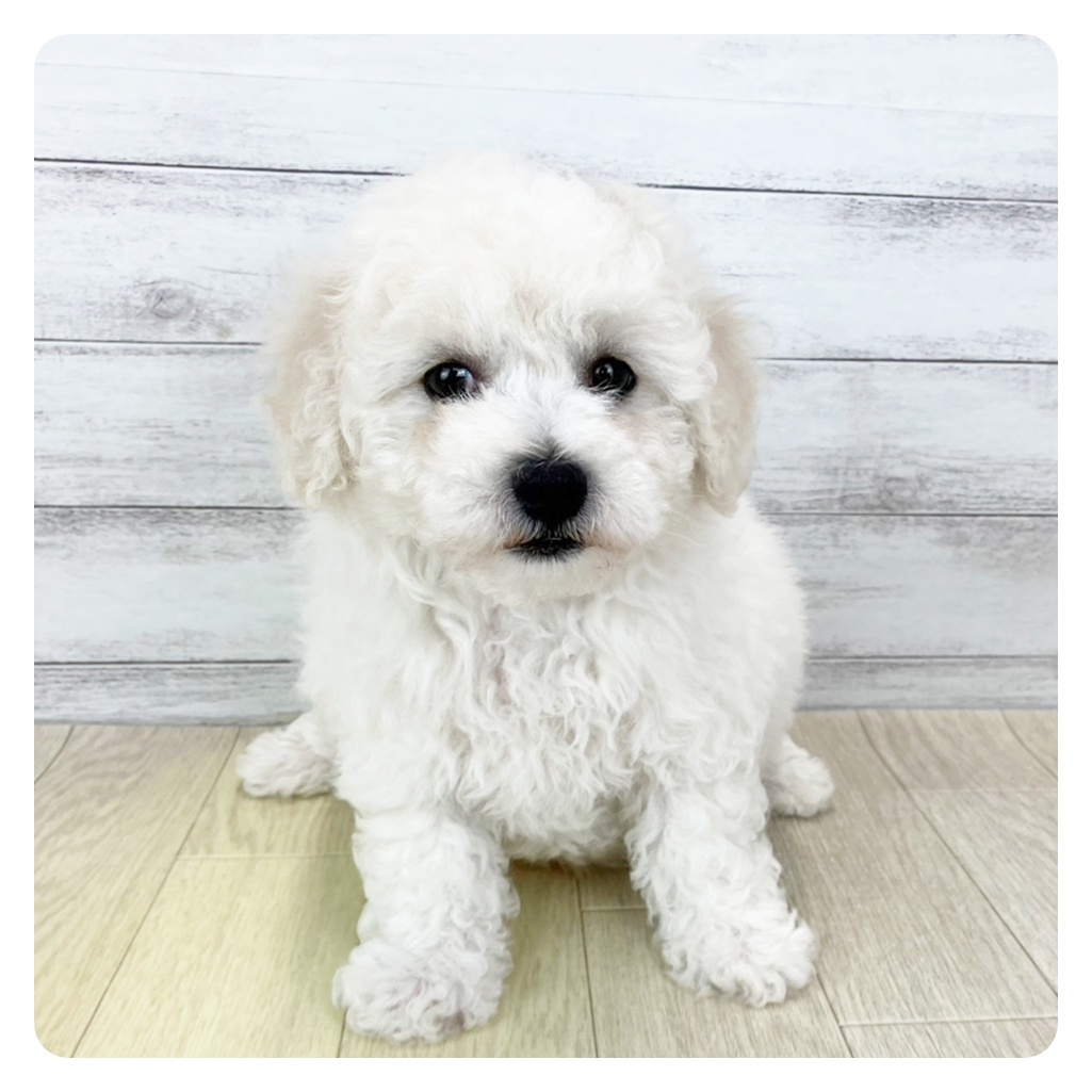 愛知県のビションフリーゼ (犬の家＆猫の里春日井本店/2025年6月13日生まれ/男の子/ホワイト)の子犬