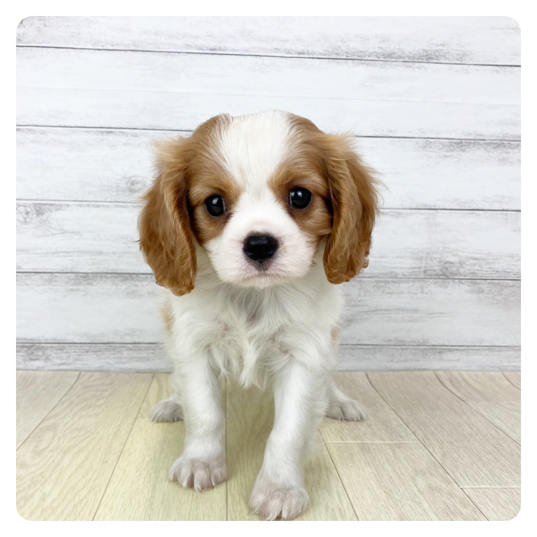 大阪府のキャバリアキングチャールズスパニエル (犬の家＆猫の里そよら東岸和田店/2025年6月14日生まれ/女の子/ブレンハイム)の子犬