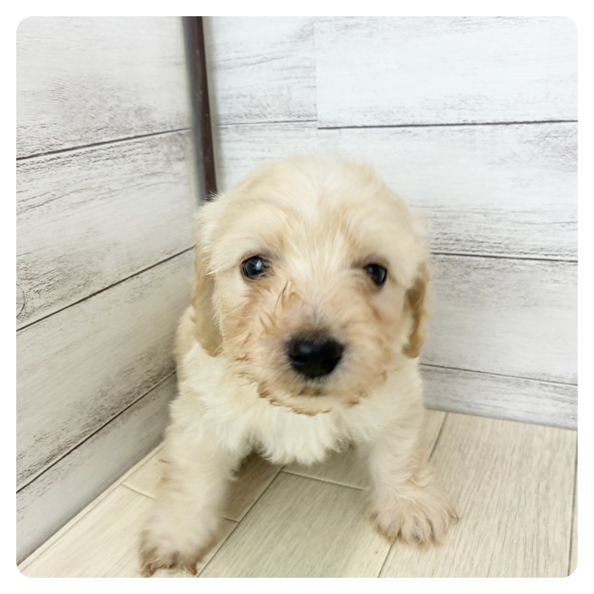 愛知県のハーフ犬・ミックス犬 (犬の家＆猫の里春日井本店/2025年6月8日生まれ/男の子/クリーム)の子犬