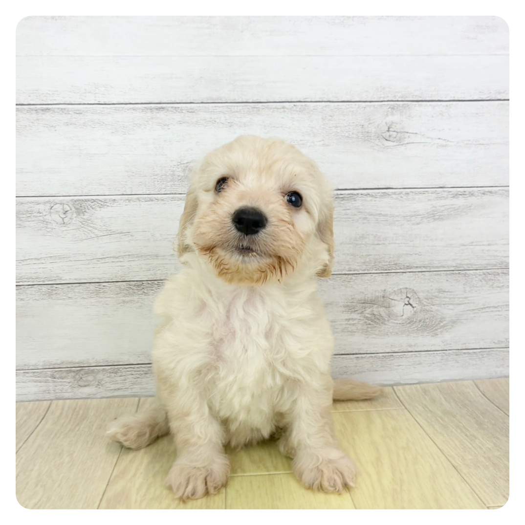 愛知県のハーフ犬・ミックス犬 (犬の家＆猫の里MiO香久山店/2025年6月8日生まれ/男の子/クリーム)の子犬の2枚目の画像