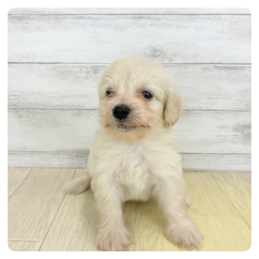 愛知県のハーフ犬・ミックス犬 (犬の家＆猫の里春日井本店/2025年6月8日生まれ/女の子/クリーム)の子犬
