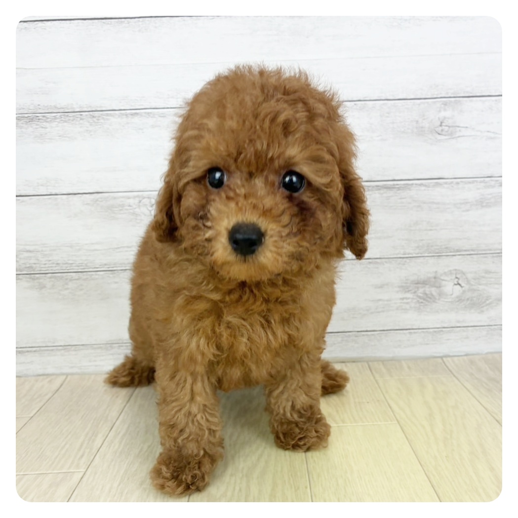岐阜県のトイプードル(トイ) (犬の家＆猫の里カラフルタウン岐阜店/2025年6月11日生まれ/男の子/レッド)の子犬