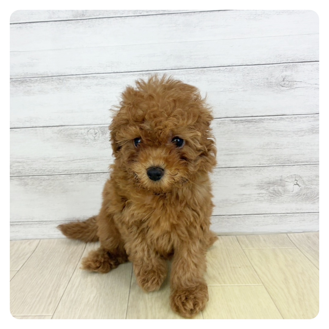 愛知県のトイプードル(トイ) (犬の家＆猫の里愛知刈谷店/2025年6月11日生まれ/女の子/レッド)の子犬の4枚目の画像