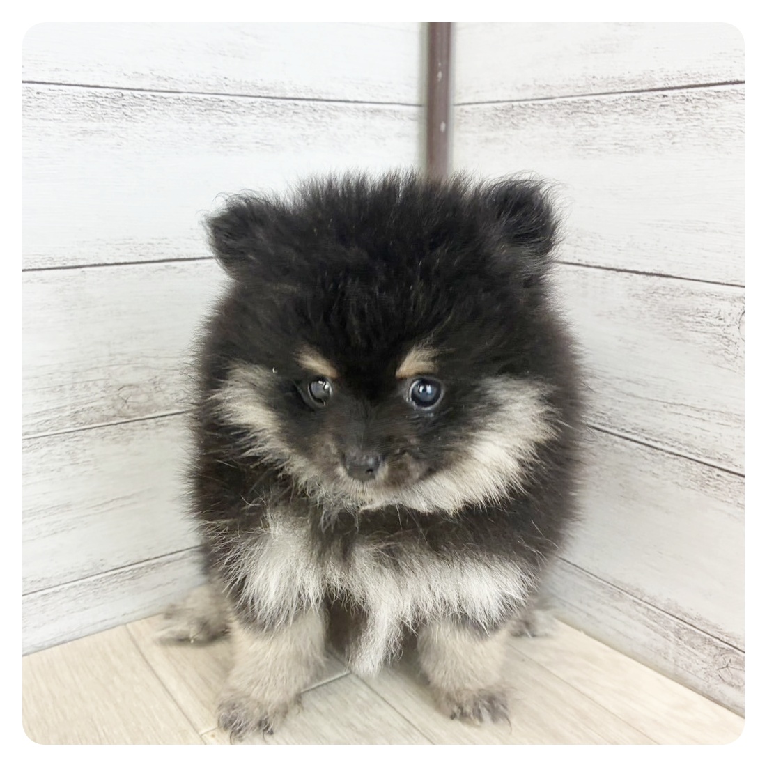 愛知県のポメラニアン (犬の家＆猫の里愛知刈谷店/2025年6月12日生まれ/女の子/ブラックタン)の子犬の4枚目の画像