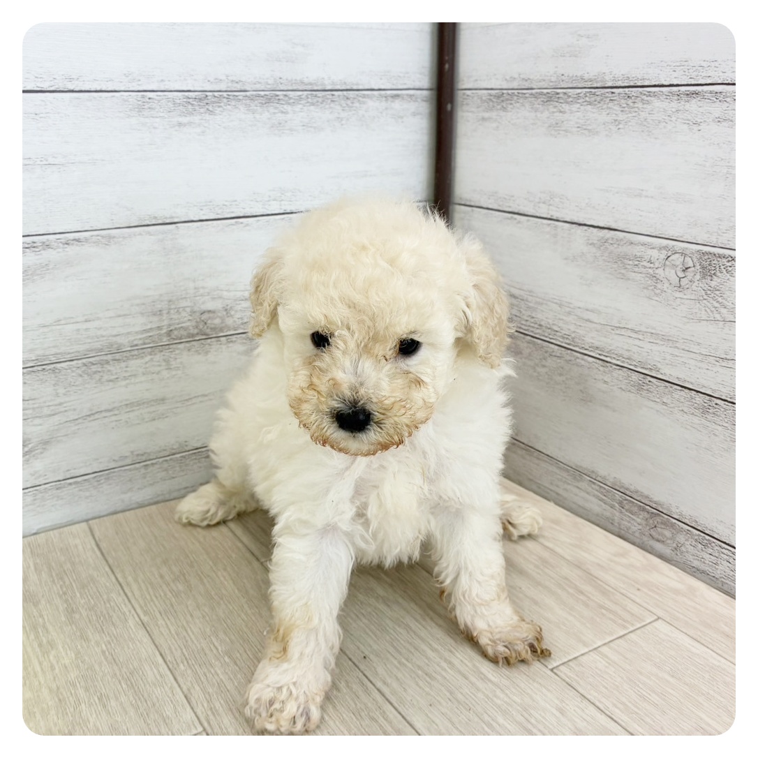 兵庫県のトイプードル(トイ) (犬の家＆猫の里カナート西神戸店/2025年6月15日生まれ/男の子/ホワイト)の子犬