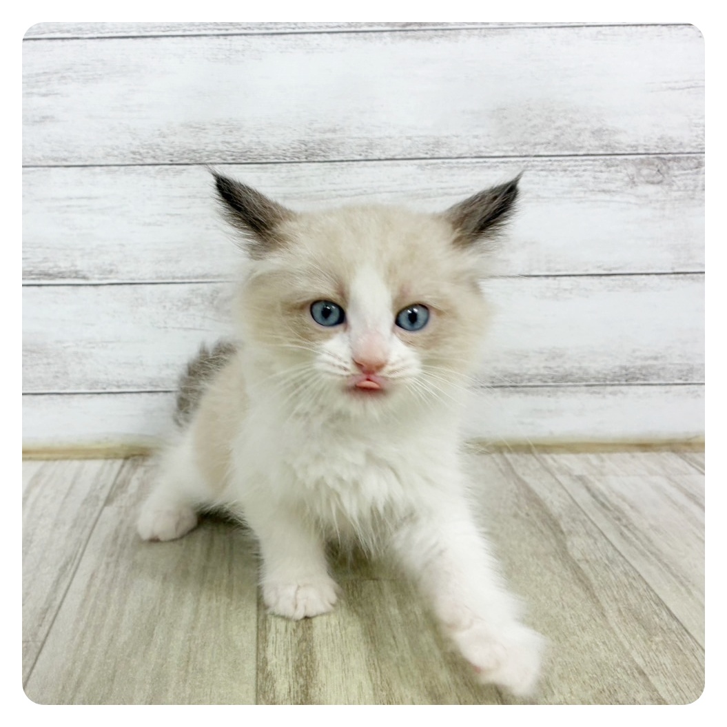 神奈川県のラグドール (犬の家＆猫の里相模原店/2025年6月17日生まれ/男の子/シールポイントバイカラー)の子猫