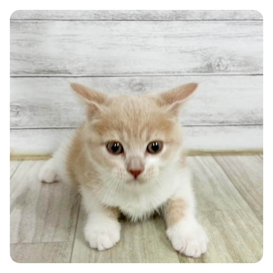 神奈川県のブリティッシュショートヘアー (犬の家＆猫の里モザイクモール港北店/2025年6月11日生まれ/女の子/クリームホワイト)の子猫の2枚目の画像