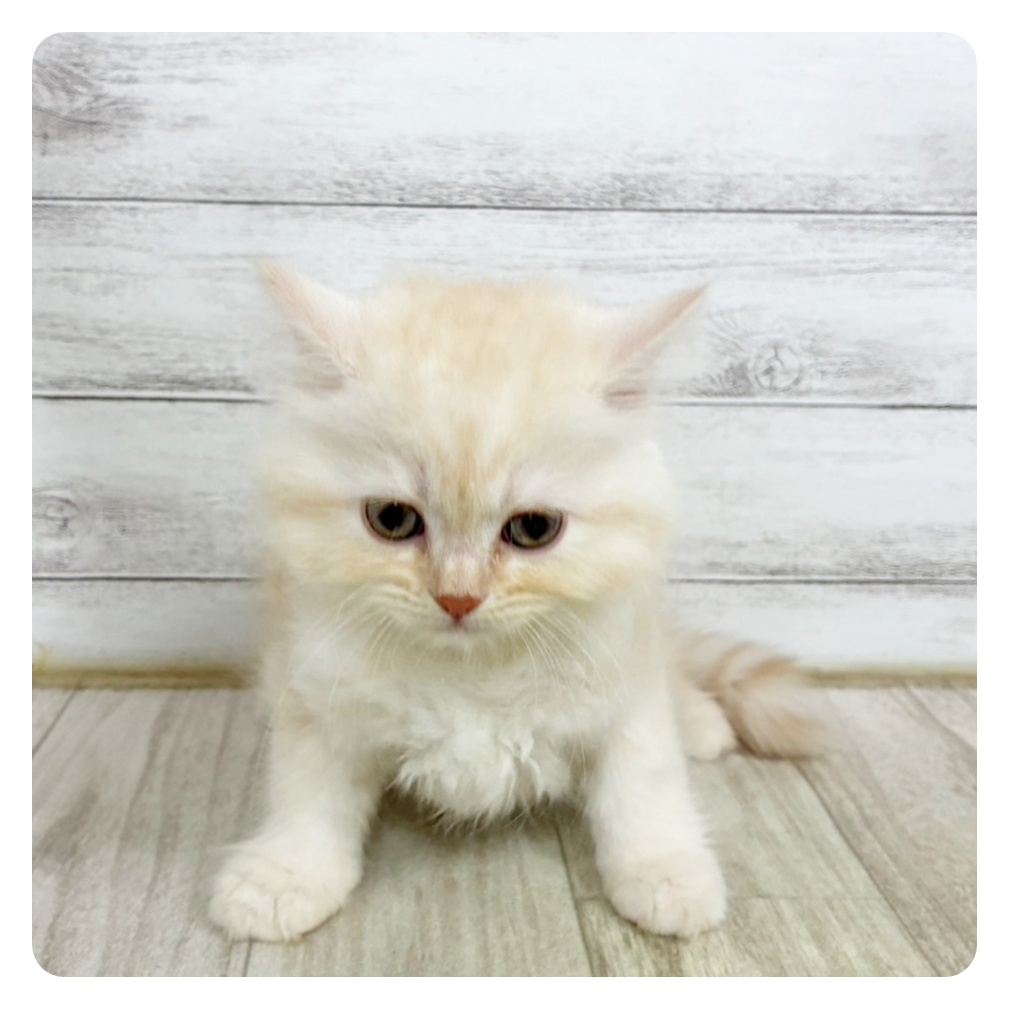 静岡県のブリティッシュロングヘアー (犬の家＆猫の里富士店/2025年6月14日生まれ/男の子/レッドタビーホワイト)の子猫の2枚目の画像