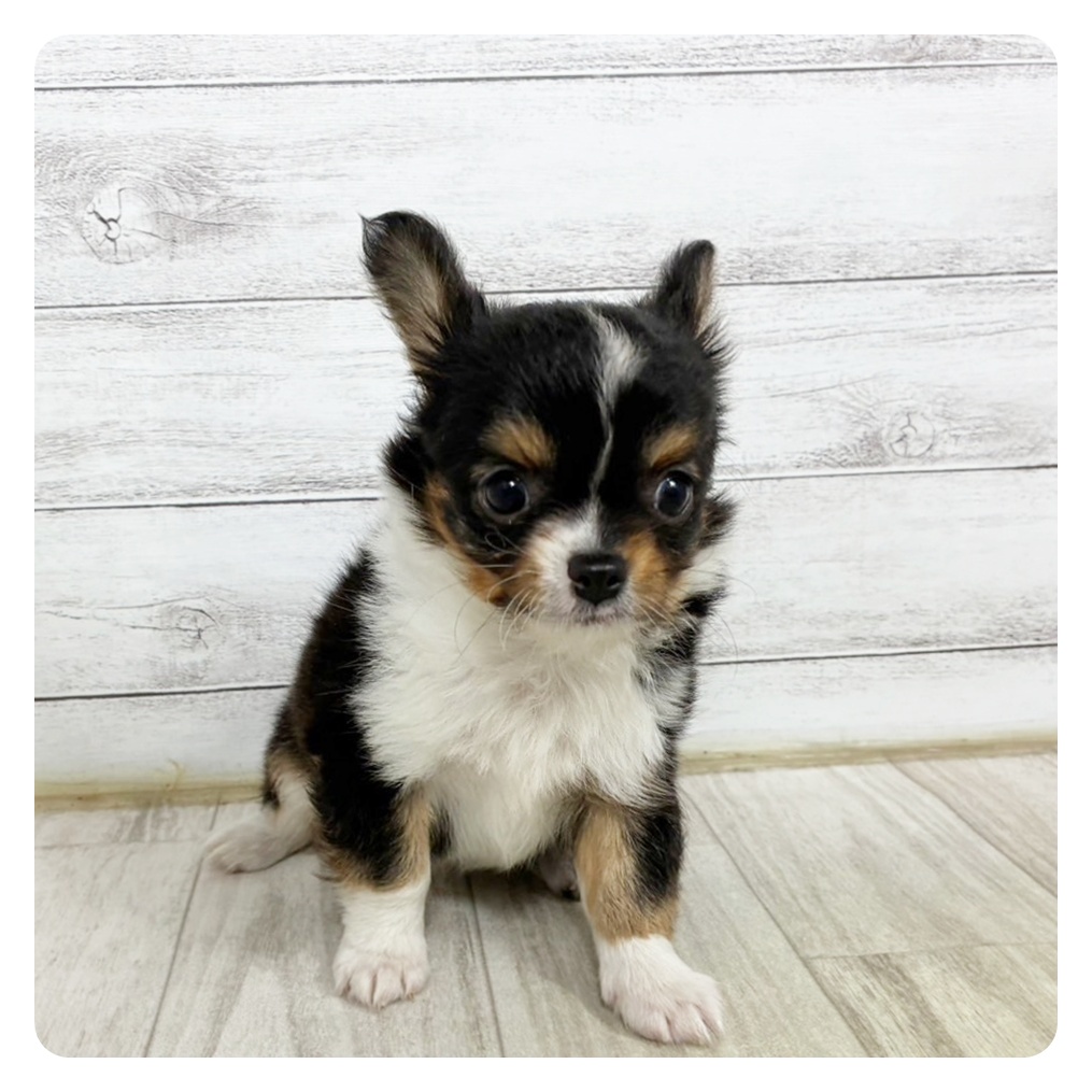 福井県のチワワ(ロング) (犬の家＆猫の里アミーゴ福井大和田店/2025年6月16日生まれ/男の子/ブラックタンホワイト)の子犬