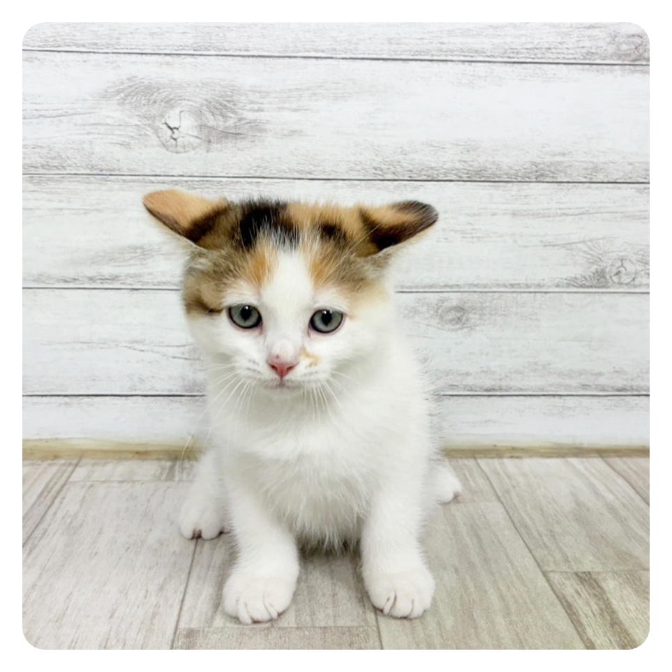 福井県のスコティッシュストレート (犬の家＆猫の里アミーゴ福井店/2025年6月15日生まれ/女の子/キャリコ)の子猫の2枚目の画像