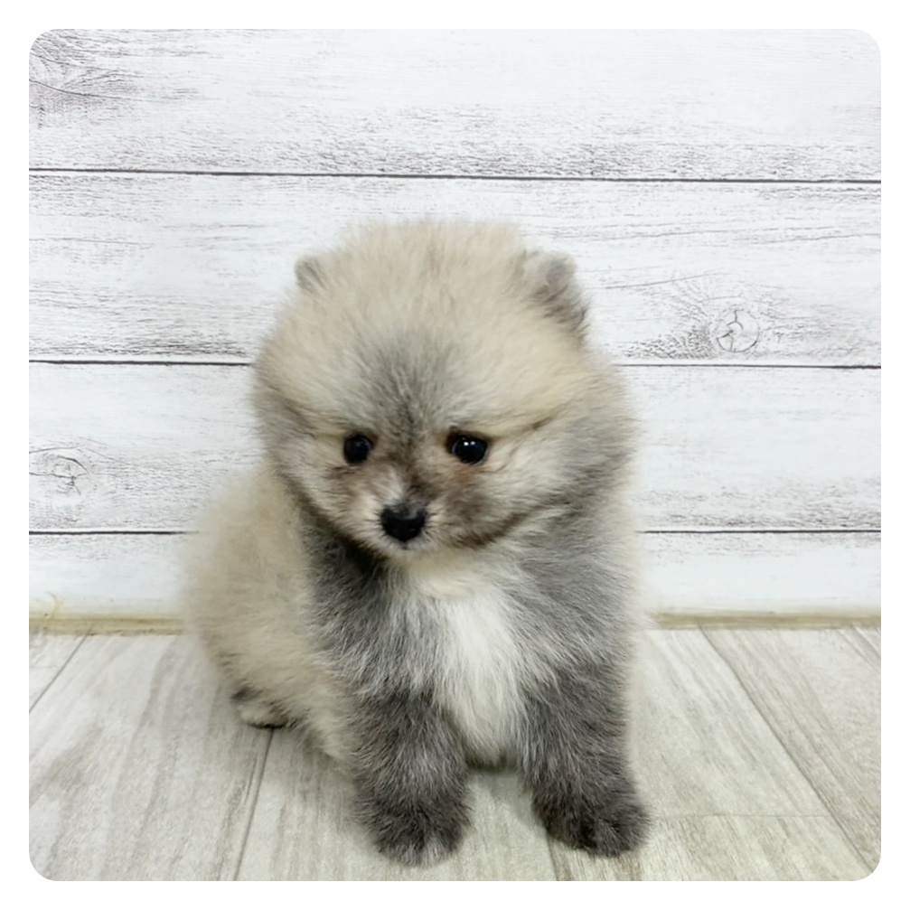 静岡県のポメラニアン (犬の家＆猫の里藤枝店/2025年6月16日生まれ/男の子/ウルフセーブル)の子犬