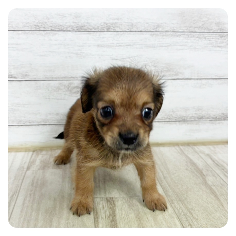 愛知県のチワックス(チワワ×ダックス) (犬の家＆猫の里エアポートウォーク店/2025年6月17日生まれ/女の子/レッド)の子犬の2枚目の画像