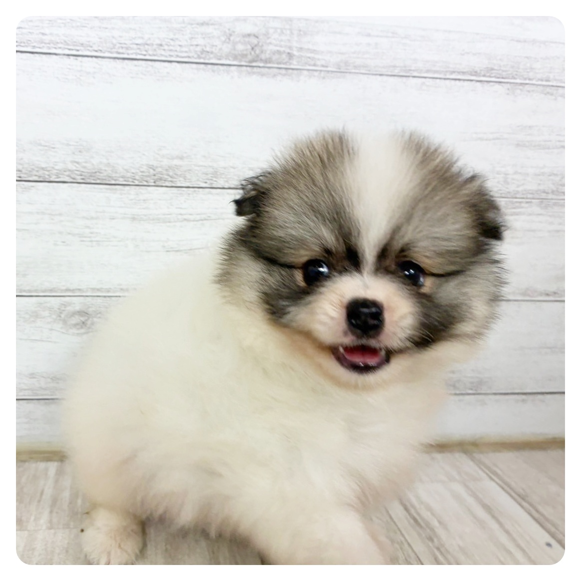 千葉県のポメラニアン (犬の家＆猫の里BIGHOPガーデンモール印西店/2025年6月15日生まれ/男の子/パーティーカラー)の子犬の2枚目の画像