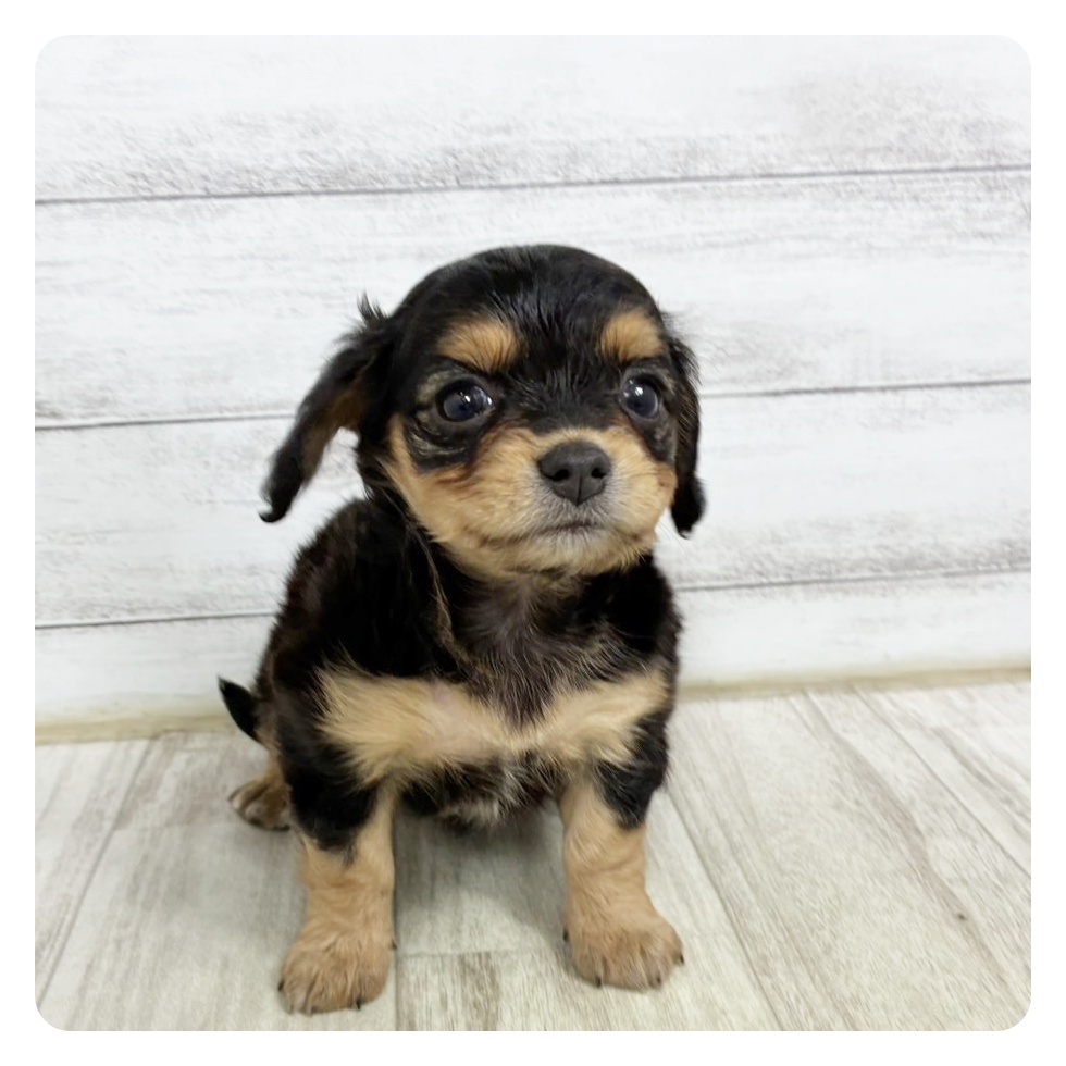 静岡県のチワックス(チワワ×ダックス) (犬の家＆猫の里プレ葉ウォーク浜北店/2025年6月16日生まれ/女の子/ブラックタン)の子犬の2枚目の画像
