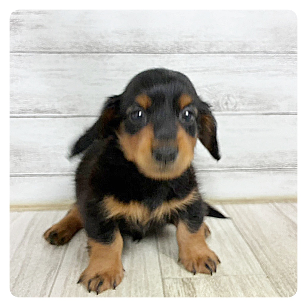 愛知県のミニチュアダックスフンド(ロング) (犬の家＆猫の里豊川インター店/2025年6月14日生まれ/男の子/ブラックタン)の子犬の2枚目の画像