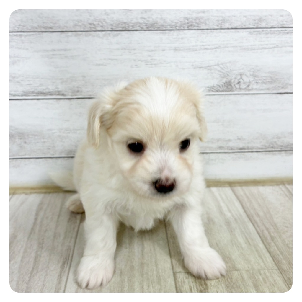福井県のハーフ犬・ミックス犬 (犬の家＆猫の里福井店/2025年6月14日生まれ/男の子/クリーム)の子犬
