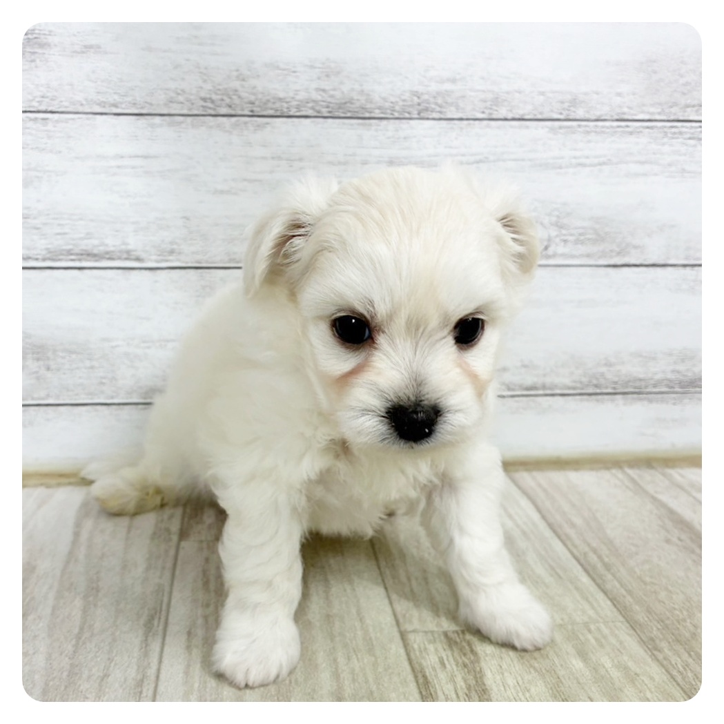 富山県のハーフ犬・ミックス犬 (犬の家＆猫の里アミーゴ高岡蓮花寺店/2025年6月14日生まれ/男の子/クリーム)の子犬