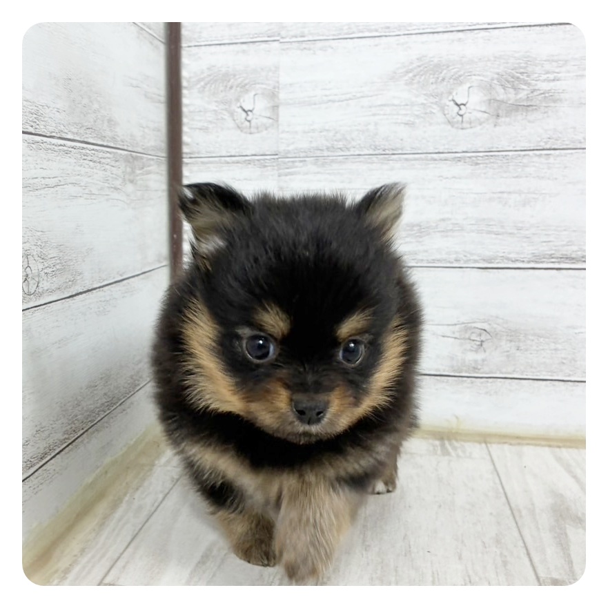 静岡県のポメチワ/チワポメ/ポメチー(ポメラニアン×チワワ) (犬の家＆猫の里MEGAドン・キホーテ袋井店/2025年6月15日生まれ/女の子/ブラックタン)の子犬の3枚目の画像