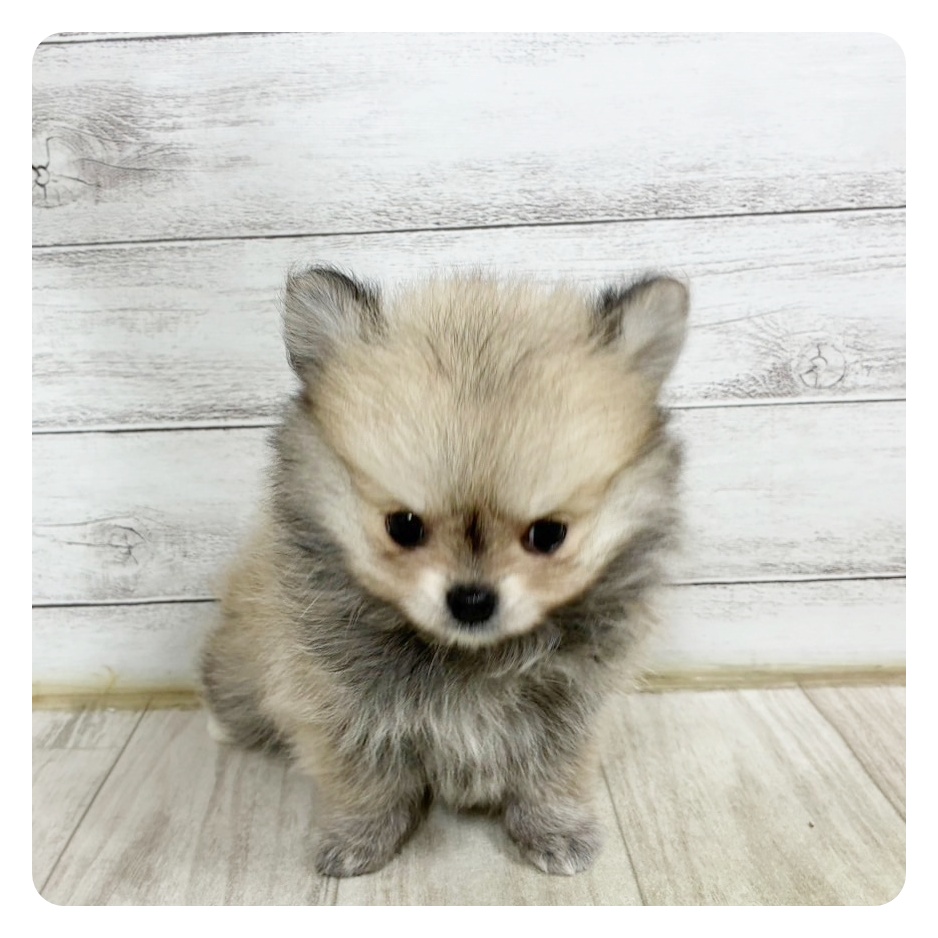 愛知県のポメチワ/チワポメ/ポメチー(ポメラニアン×チワワ) (犬の家＆猫の里春日井本店/2025年6月14日生まれ/女の子/クリームセーブル)の子犬