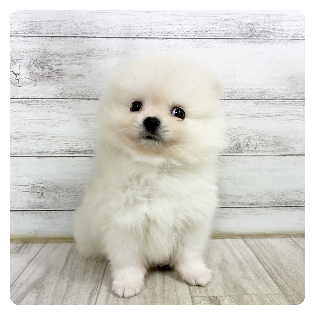 石川県のポメラニアン (犬の家＆猫の里アミーゴ金沢有松店/2025年6月16日生まれ/男の子/ホワイト)の子犬の2枚目の画像