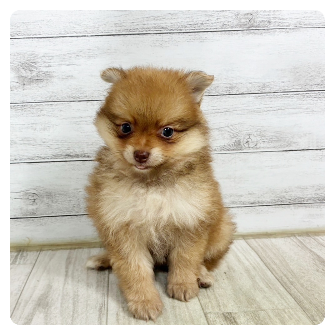 富山県のポメラニアン (犬の家＆猫の里富山店/2025年6月16日生まれ/女の子/オレンジ)の子犬の2枚目の画像