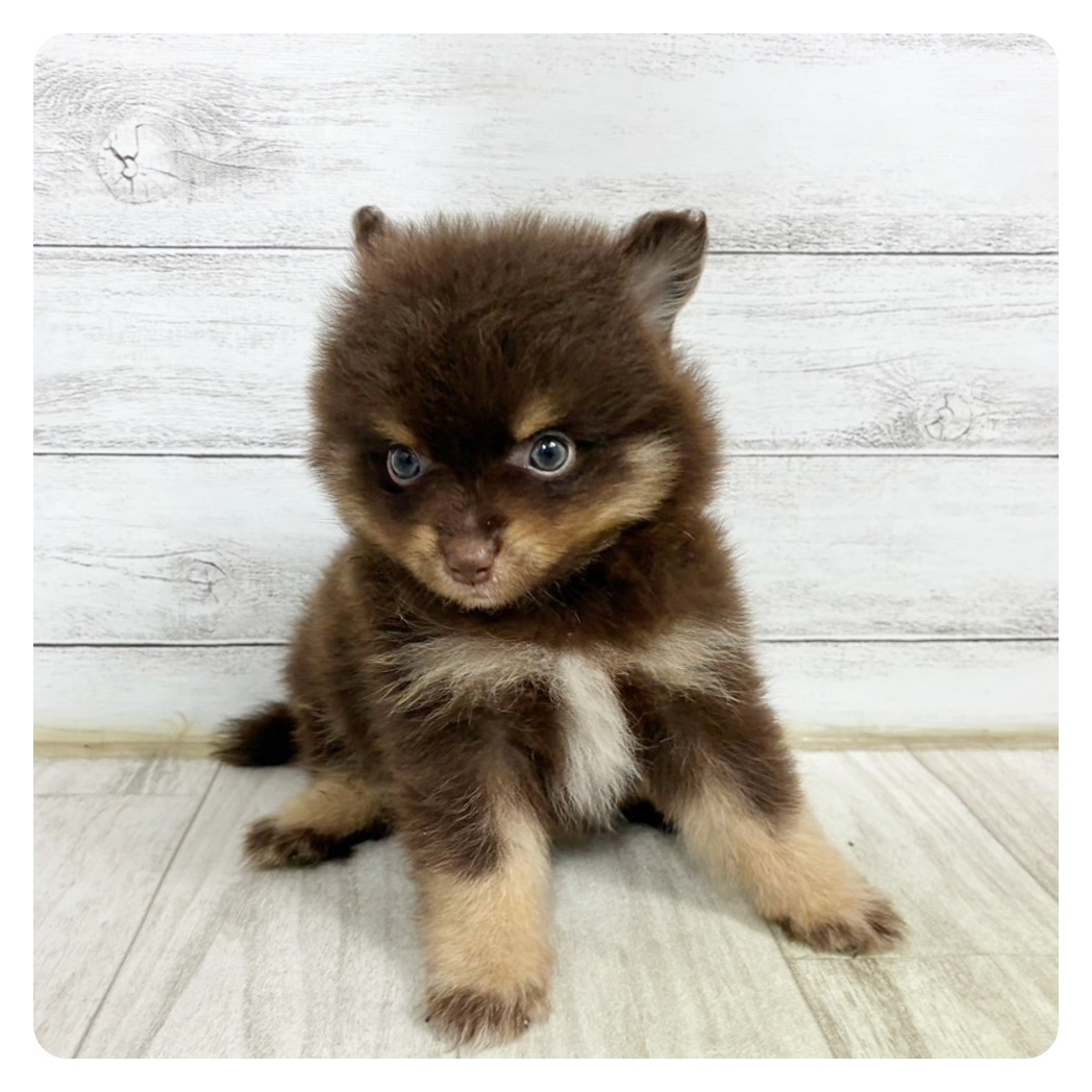千葉県のポメラニアン (犬の家＆猫の里BIGHOPガーデンモール印西店/2025年6月16日生まれ/男の子/チョコレートタンホワイト)の子犬