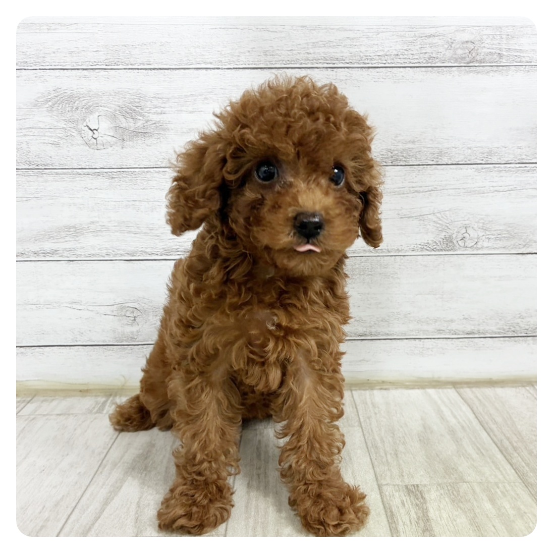 静岡県のトイプードル(トイ) (犬の家＆猫の里藤枝店/2025年6月15日生まれ/女の子/レッド)の子犬