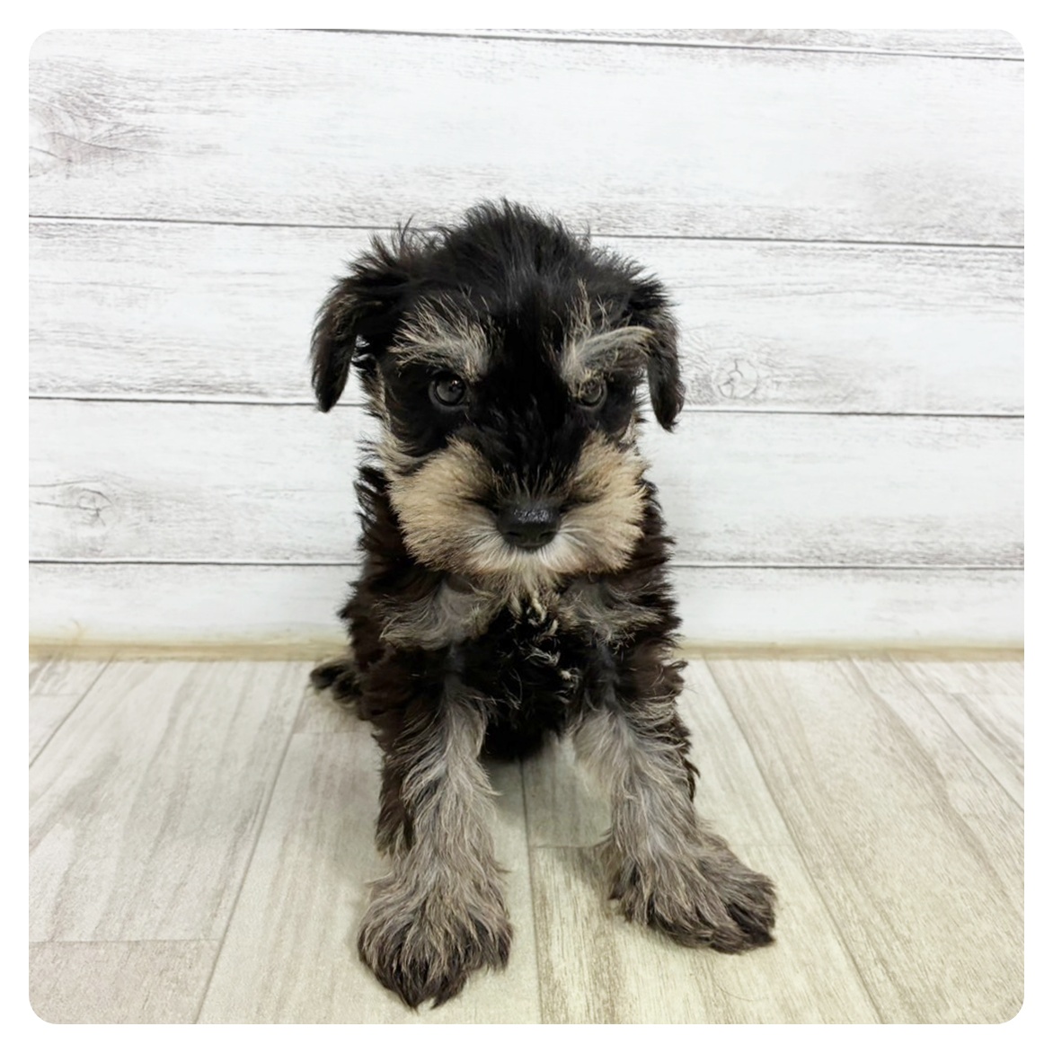 静岡県のミニチュアシュナウザー (犬の家＆猫の里マークイズ静岡店/2025年6月14日生まれ/男の子/ブラックシルバー)の子犬の2枚目の画像