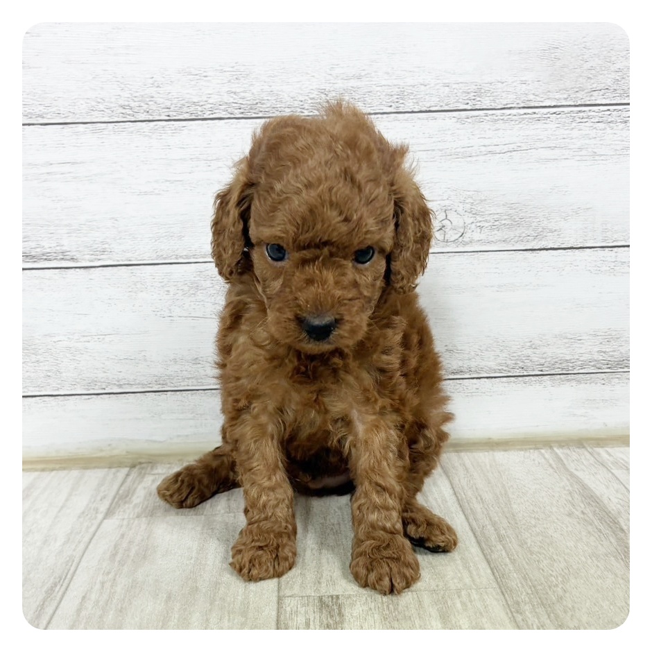 愛知県のトイプードル(トイ) (犬の家＆猫の里MiO香久山店/2025年6月17日生まれ/男の子/レッド)の子犬の2枚目の画像