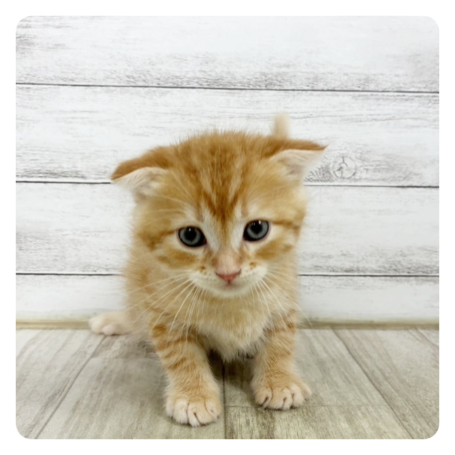 千葉県のスコティッシュフォールド (犬の家＆猫の里BIGHOPガーデンモール印西店/2025年6月15日生まれ/男の子/レッドタビー)の子猫の2枚目の画像