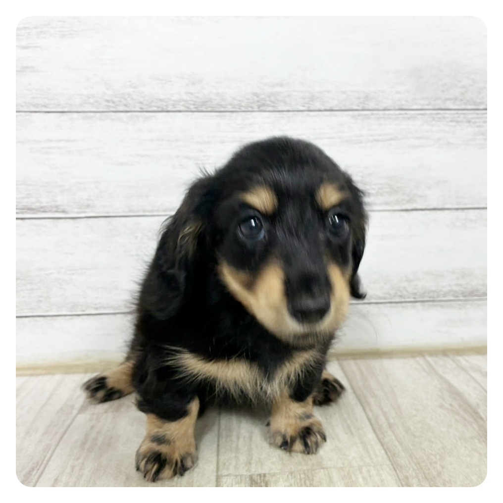 富山県のミニチュアダックスフンド(ロング) (犬の家＆猫の里アミーゴ高岡蓮花寺店/2025年6月15日生まれ/女の子/ブラックイエロー)の子犬