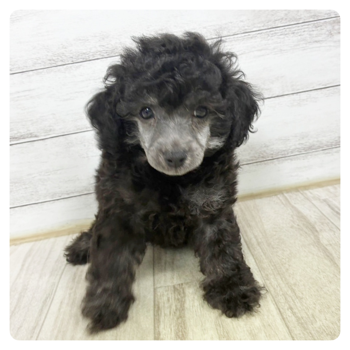 静岡県のトイプードル(トイ) (犬の家＆猫の里プレ葉ウォーク浜北店/2025年6月16日生まれ/男の子/シルバー)の子犬の2枚目の画像