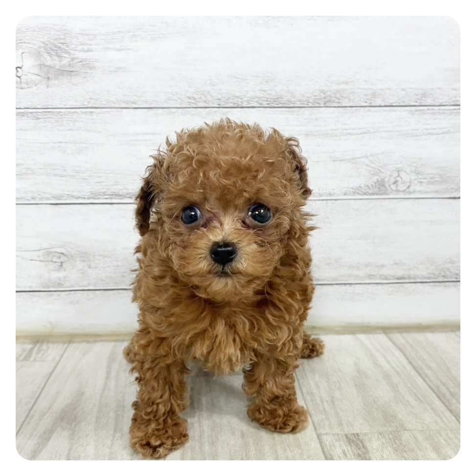 福岡県のタイニープードル (犬の家＆猫の里トリアス久山店/2025年6月13日生まれ/女の子/レッド)の子犬