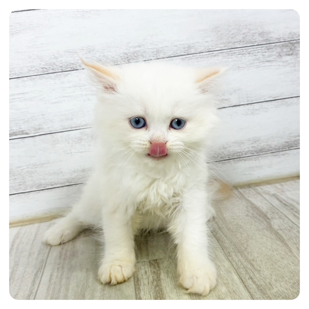 静岡県のミヌエット (犬の家＆猫の里富士店/2025年6月13日生まれ/女の子/クリームポイント)の子猫
