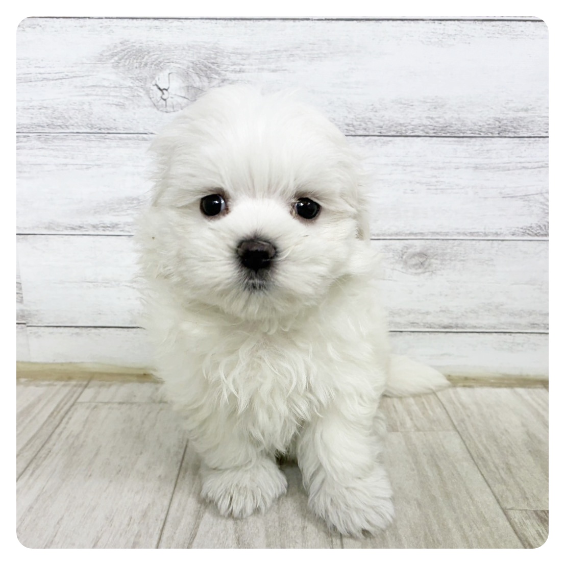 神奈川県のマルチーズ (犬の家＆猫の里相模原店/2025年6月15日生まれ/男の子/ホワイト)の子犬