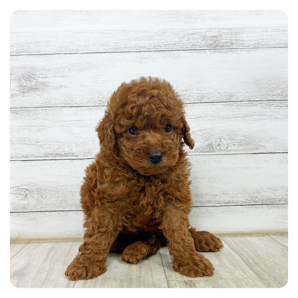 神奈川県のトイプードル(トイ) (犬の家＆猫の里モザイクモール港北店/2025年6月17日生まれ/男の子/レッド)の子犬の2枚目の画像