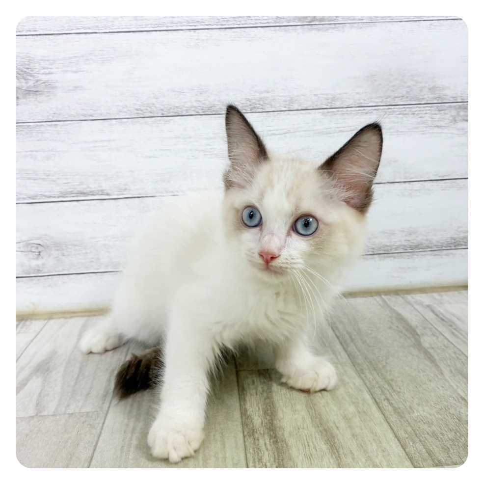 静岡県のラグドール (犬の家＆猫の里マークイズ静岡店/2025年6月15日生まれ/男の子/シールポイントバイカラー)の子猫の2枚目の画像