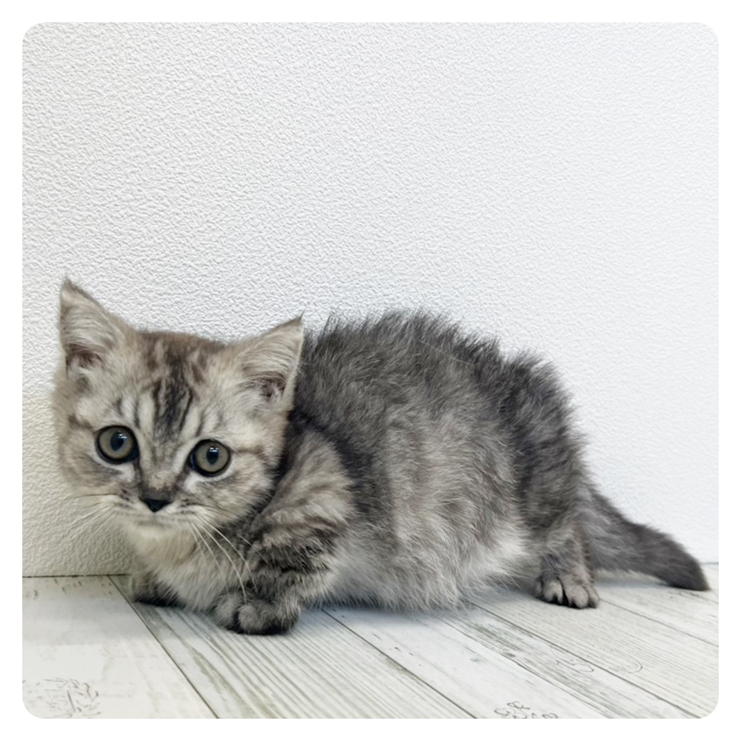 福岡県のミヌエット (犬の家＆猫の里シュロアモール筑紫野店/2025年6月7日生まれ/男の子/シルバータビー)の子猫