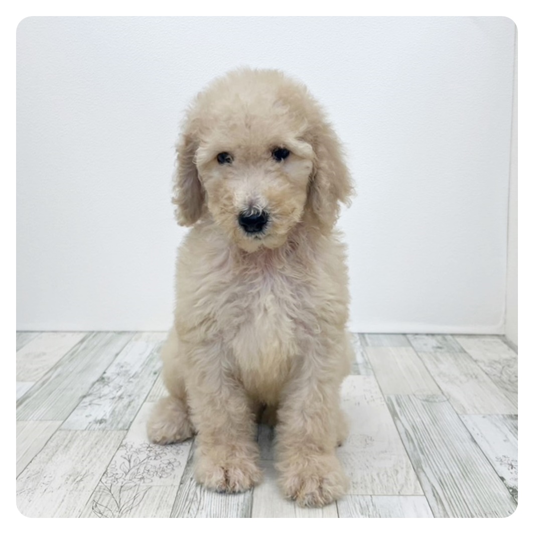 福岡県のスタンダードプードル (犬の家＆猫の里トリアス久山店/2025年6月17日生まれ/男の子/クリーム)の子犬