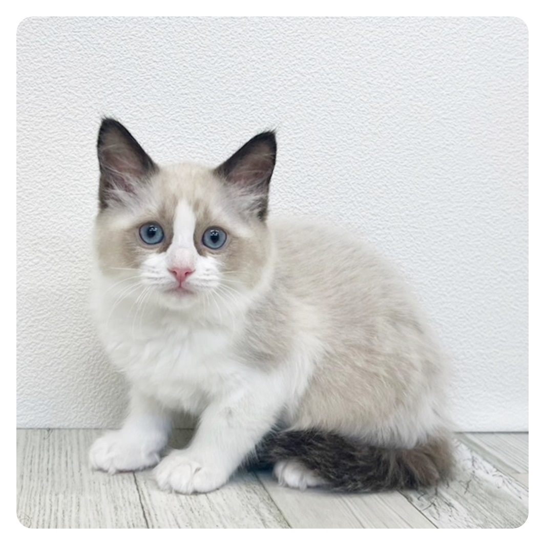 福岡県のラグドール (犬の家＆猫の里シュロアモール筑紫野店/2025年6月15日生まれ/女の子/シールポイントバイカラー)の子猫