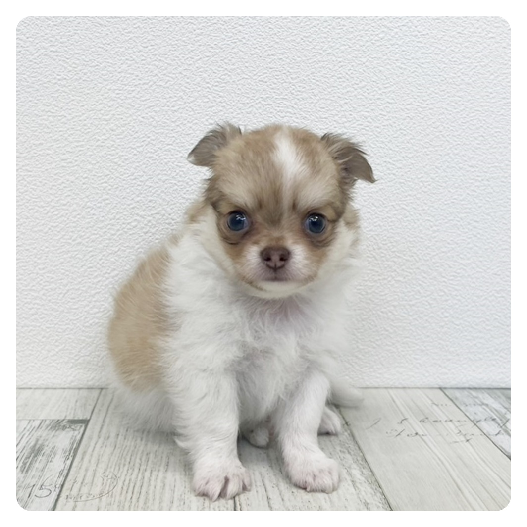 福岡県のチワワ(ロング) (犬の家＆猫の里トリアス久山店/2025年6月14日生まれ/男の子/ホワイトレッド)の子犬
