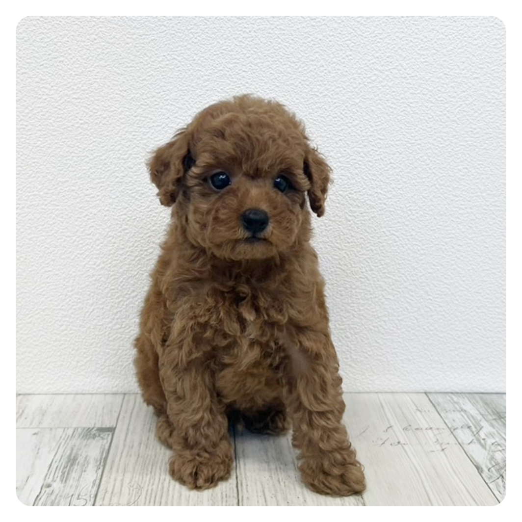 福岡県のトイプードル(トイ) (犬の家＆猫の里トリアス久山店/2025年6月6日生まれ/男の子/レッド)の子犬