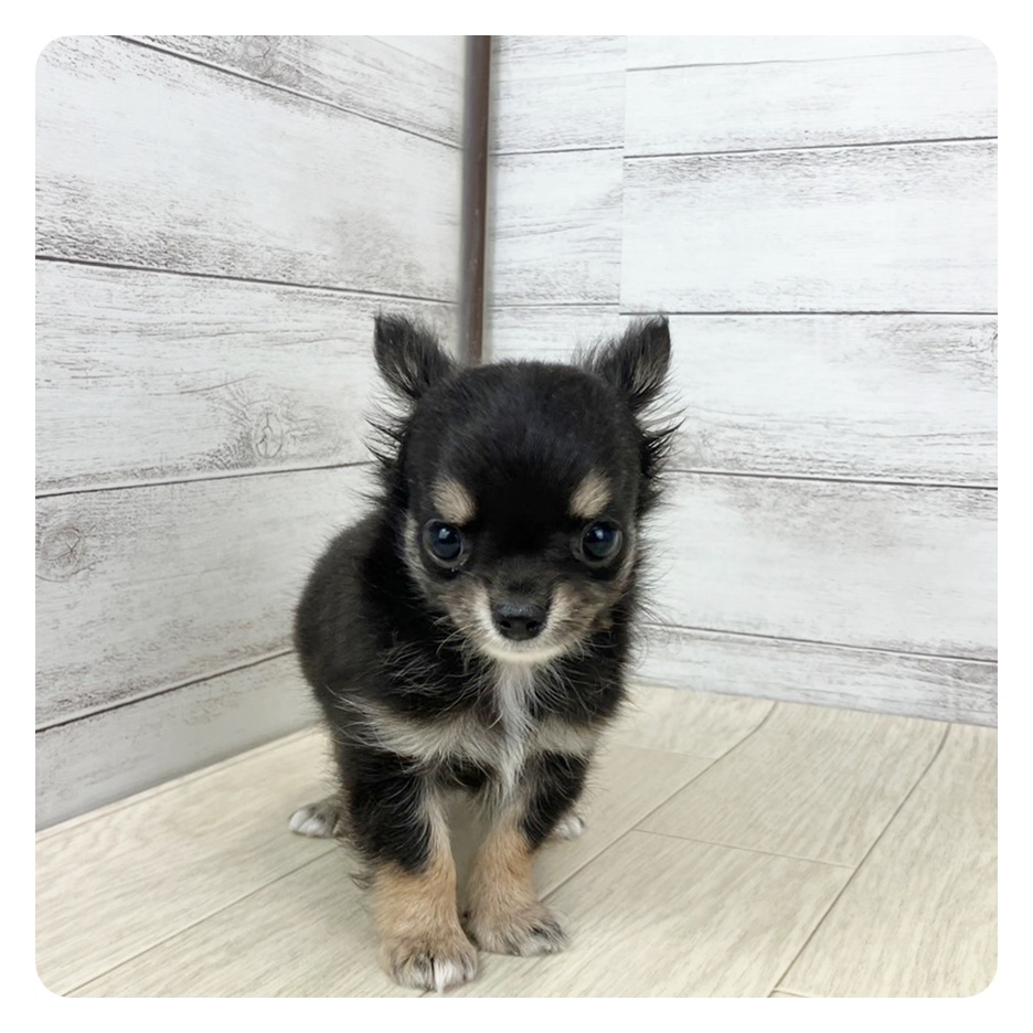岐阜県のチワワ(ロング) (犬の家＆猫の里カラフルタウン岐阜店/2025年6月17日生まれ/女の子/ブラックタンホワイト)の子犬の2枚目の画像