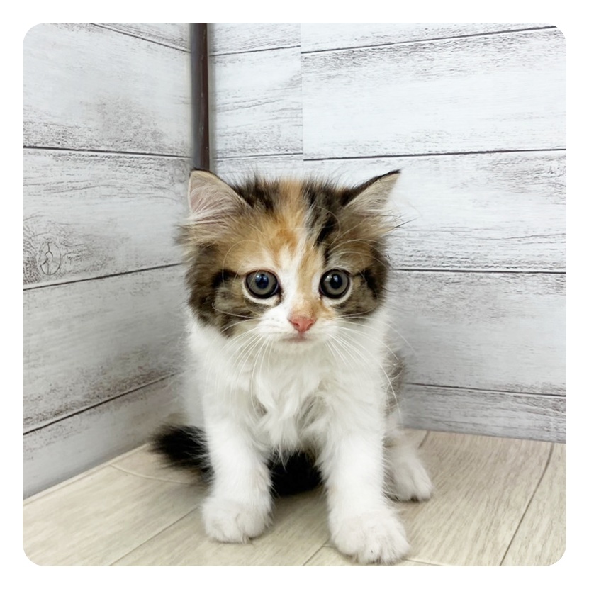 愛知県のスコティッシュストレート (犬の家＆猫の里エアポートウォーク店/2025年6月17日生まれ/女の子/キャリコ)の子猫の2枚目の画像